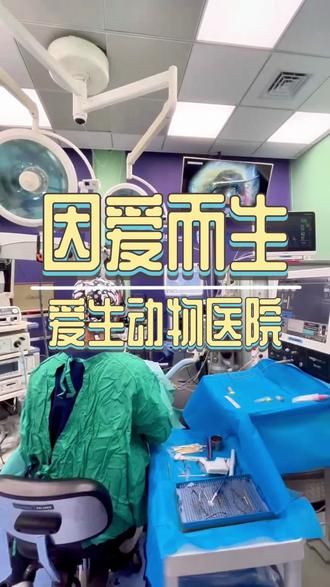 爱生动物医院,因爱而生,因生而爱!#兽医 #爱护动物尊重生命 #小动物们能有多治愈 #动物眼科医生 #动物医院
