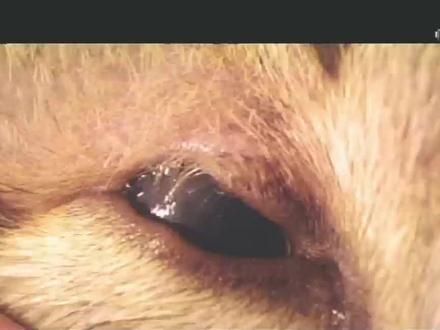之前那例猫眼睑缺损的术后效果来了#宠物眼科 #动物眼科医生