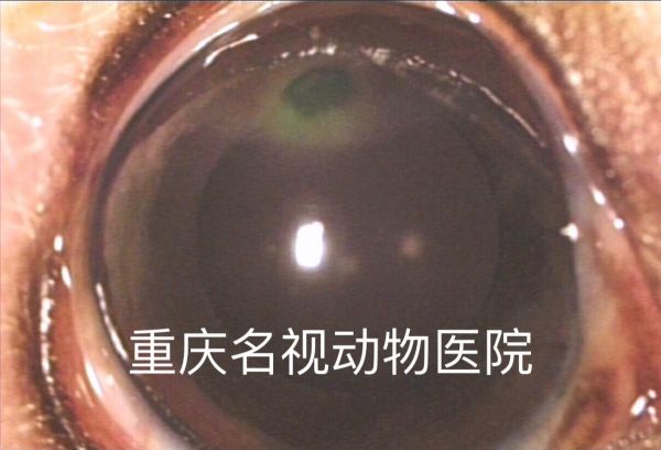 久治不愈的角膜溃疡,经我院检查,是教科书般的异位睫所继发的。不管学什么,基础理论都是至关重要的,就象我学画素描一样,最有效的学习方法就是“夯实理论基础”#角膜溃疡 #素描#动物眼科医生