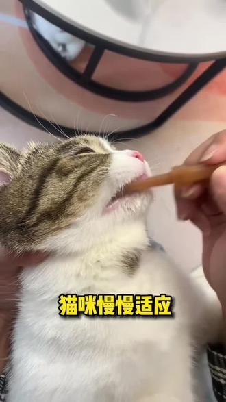 宠物猫咪狗狗专用牙刷牙膏小型犬牙结石除口臭可食用牙齿清洁刷牙#养猫用品推荐 #宠物牙刷 #宠物牙齿清洁 #宠物清洁刷 #宠物牙齿清洁