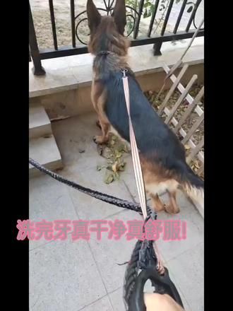 呵护爱宠口腔卫生,让爱宠健康成长!#宠物牙齿清洁#宠物口腔护理 #狗狗的心思都写在脸上了