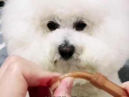 乖乖刷牙,牙齿白白#狗狗 #宠物牙齿清洁