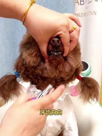 雪貂留香口腔清洁喷雾 犬猫通用口腔清洁喷雾#萌宠好物 #科学养宠 #宠物口腔喷雾 #宠物口腔喷剂 #宠物牙齿清洁