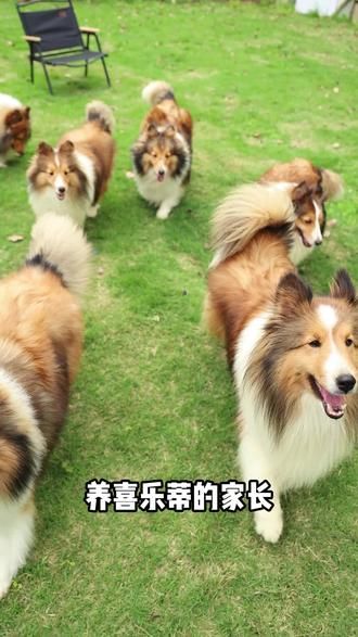 养喜乐蒂千万要重视狗狗牙齿的问题! #etime喜乐蒂 #喜乐蒂 #新手养狗 #宠物牙齿清洁 #喜乐蒂牙齿问题