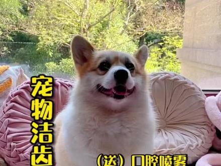 洁齿指套比较适合不喜欢牙刷的猫猫狗狗#萌宠好物 #宠物洁齿 #宠物洁齿指套 #宠物牙齿清洁 #柯基