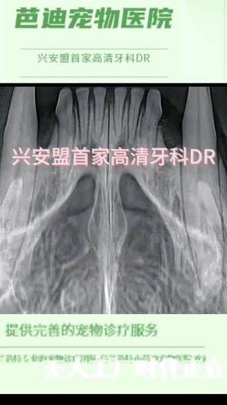 #宠物牙齿清洁 #宠物牙齿 #宠物医院 兴安盟首家高清牙科DR落户芭迪宠物医院,可以解决很多牙科潜在疾病,如猫咪牙吸收犬猫牙结石导致根尖周感染。兴安盟宠物医院,乌兰浩特宠物医院,乌兰浩特宠物医院哪家好