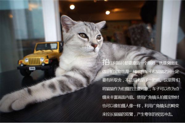 宠物摄影技巧指南