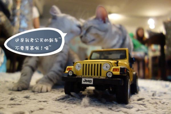 宠物摄影技巧指南