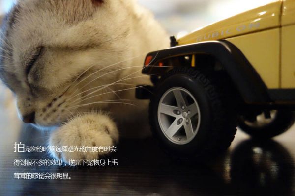 宠物摄影技巧指南