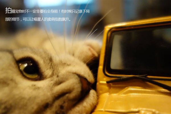 宠物摄影技巧指南