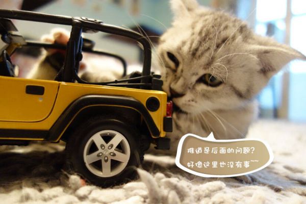 宠物摄影技巧指南