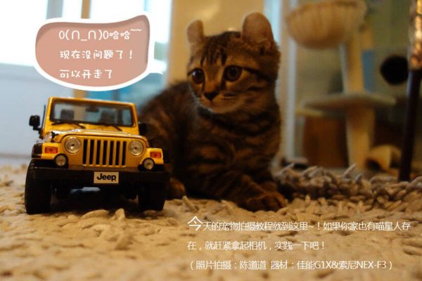 宠物摄影技巧指南