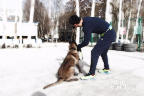 纠正宠物犬不良行为的惩罚与奖励