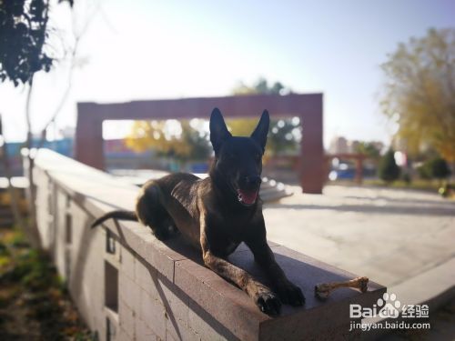 纠正宠物犬不良行为的惩罚与奖励