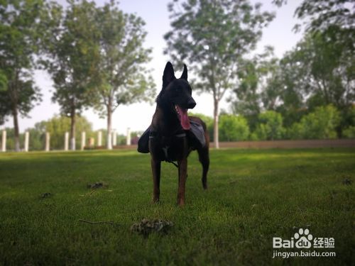 纠正宠物犬不良行为的惩罚与奖励