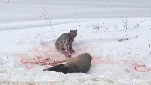 猞猁反杀比自己大十倍的狍子，成功扑倒在雪地，镜头记录全过程！