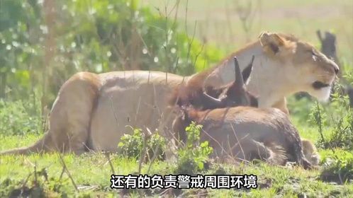 狮群逮住大羚羊使劲拿捏..239