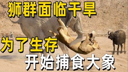 狮群面临干旱，为了生存，开始捕食大象