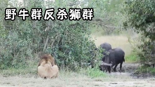狮群遇到野牛群，两场激烈战斗，这是我见过最团结的野牛大军