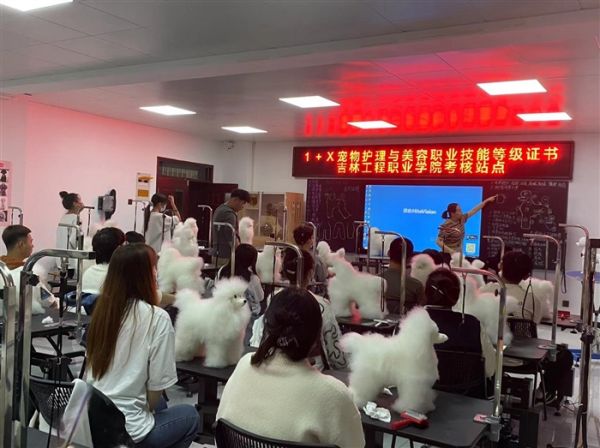 宠物美容技术培训招生