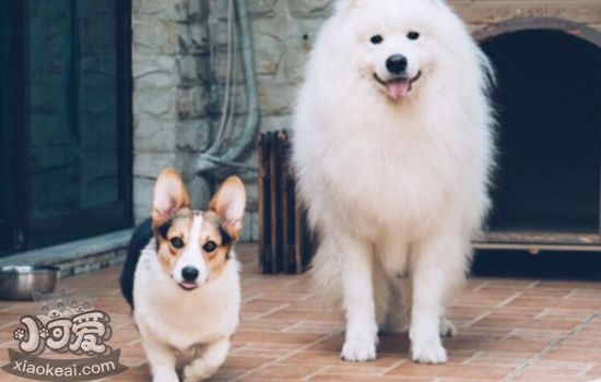老年犬的护理要点 老年犬的容易得哪些病