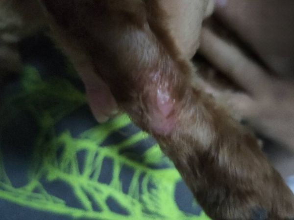 狗狗掉毛