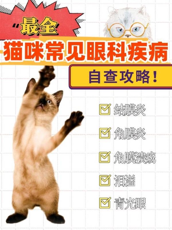 宠物医生分享最全的猫咪常见眼睛疾病攻略，铲屎官可自查！ #猫 #养猫日常 #铲屎官的乐趣 #养猫经验分享 #猫咪日常 