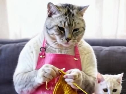 猫妈妈在家带娃，闲的没事给猫宝宝织毛衣，看这猫的手艺还怎么样？#这猫怎么鼠里鼠气的 #猫咪#猫#织毛衣#被迫营业的猫猫