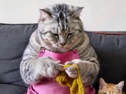 你们觉得我家猫猫这手艺怎么样？#这猫怎么鼠里鼠气的 #养猫日常 #养猫经验分享 #养猫的日常 #织毛衣