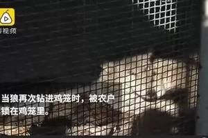 给狗狗剪指甲的一瞬间，它竟被猫妖附体了