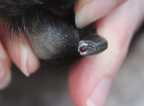 给狗狗剪指甲的一瞬间，它竟被猫妖附体了