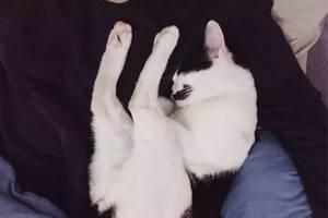 给狗狗剪指甲的一瞬间，它竟被猫妖附体了