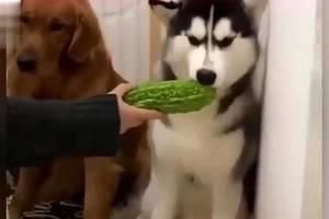 给狗狗剪指甲的一瞬间，它竟被猫妖附体了