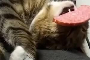 给狗狗剪指甲的一瞬间，它竟被猫妖附体了
