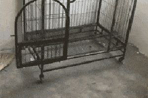 给狗狗剪指甲的一瞬间，它竟被猫妖附体了