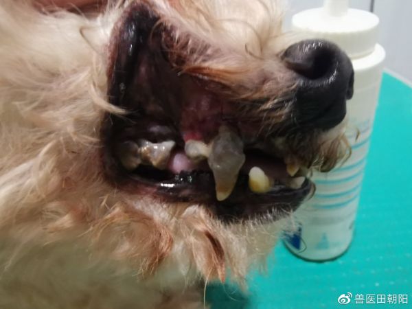 犬严重的牙结石