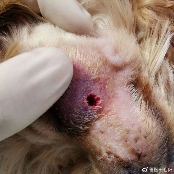 颜面肿胀溃脓形成腔洞