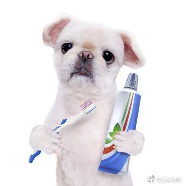宠物刷牙