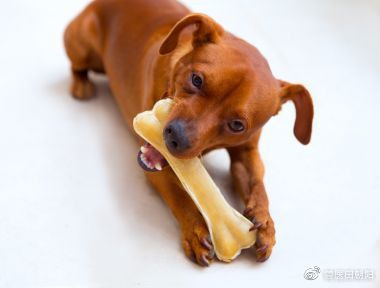 磨牙棒