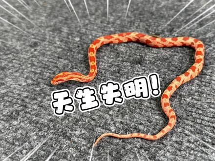 爬房又来有意思的小蛇了！这次是一条天生失明的玉米蛇！ #爬宠 #宠物蛇 #玉米蛇 #白化红 #猪鼻蛇 #盲仔 