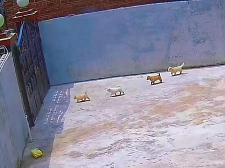 小狗听到脚步声出来看看是谁回来了#狗狗