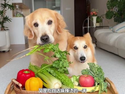 讲真！！你可能还没有一只金毛懂养生！！ 怎么会有这么爱吃香菜和苦瓜的狗狗啊？也太会搭配了吧……#狗狗 #金毛 #柯基 #万物可爱计划 #自制狗饭