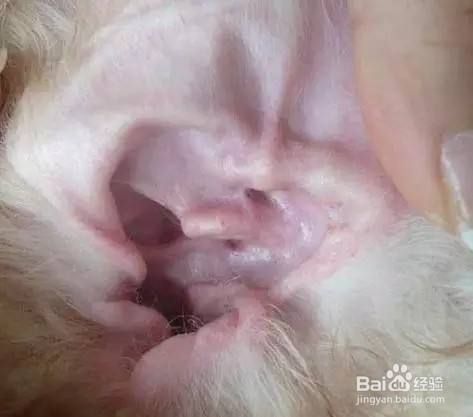 如何做好宠物犬的日常护理？