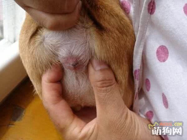 狗狗有体臭怎么办？送你6大招！