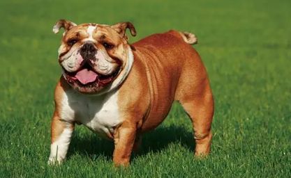 英国斗牛犬体味大怎么办？狗友可以瞧瞧~