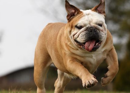 英国斗牛犬体味大怎么办？狗友可以瞧瞧~