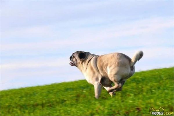 巴哥犬寿命为什么这么短？兽医无奈道破，这几个行为是在减寿