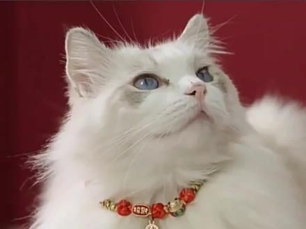猫咪项圈围脖狗狗猫铃铛猫猫脖子脖圈宠物项链猫牌刻字定制防丢失#猫铃铛 #猫咪铃铛 #宠物项链 #招财猫已上线 #狗狗项链