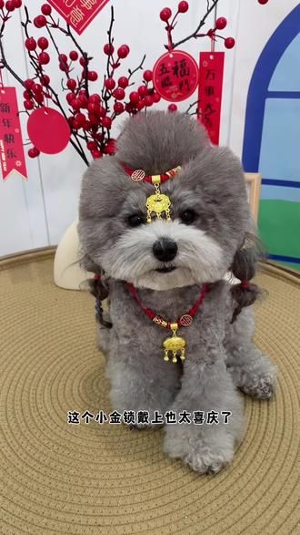 太喜庆了，像个小福娃，马上过年了 快给你家毛孩子安排一个吧#宠物项链 #宠物好物