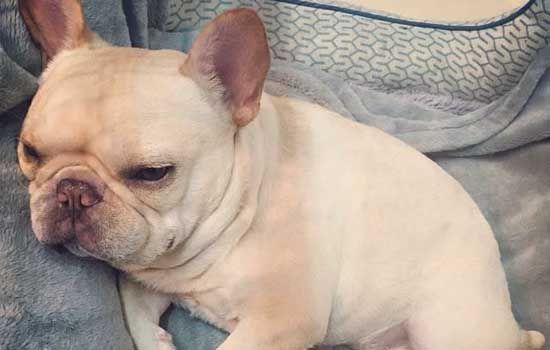 饲养斗牛犬有什么要点 斗牛犬饲养的注意事项